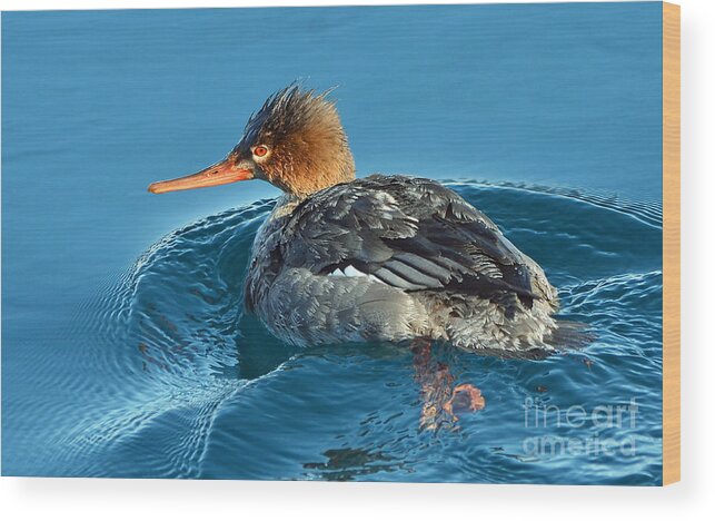 Duck Wood Print featuring the photograph  Merganser by Rodney Campbell