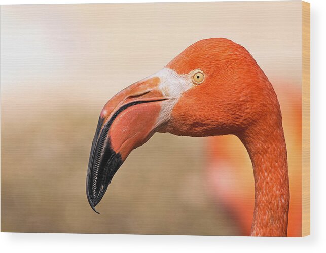 Phoenicopterus Ruber Wood Print featuring the photograph Muck Raker by Theo OConnor