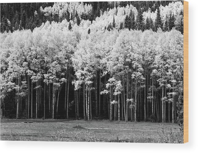 Red River Wood Print featuring the photograph New Mexico Aspens by Ron Weathers