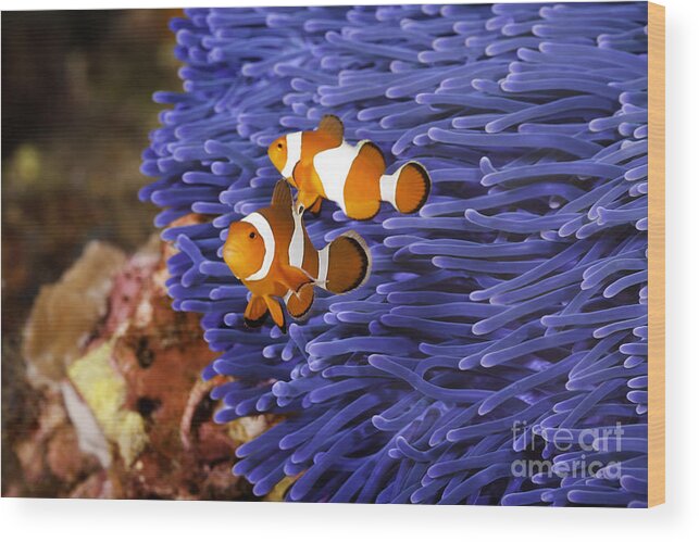  Anemone Wood Print featuring the photograph Ocellaris Clownfish by Anthony Totah