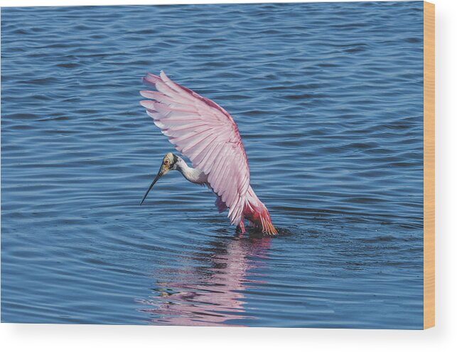 Wildlife Wood Print featuring the photograph Rosette Spoonbill by William Bitman