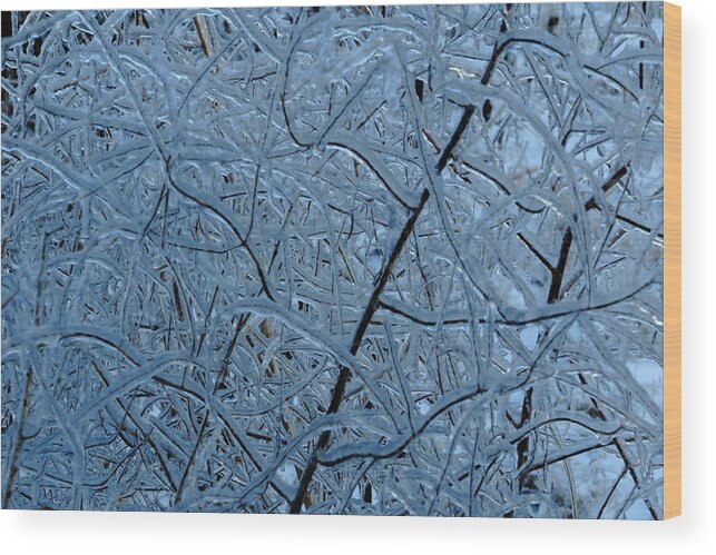 Ice Wood Print featuring the photograph Vegetation After Ice Storm by Daniel Reed
