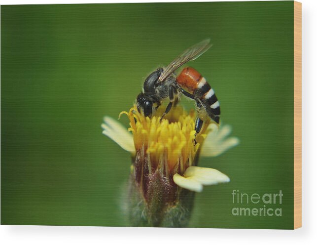 Michelle Meenawong Wood Print featuring the photograph Working Bee by Michelle Meenawong