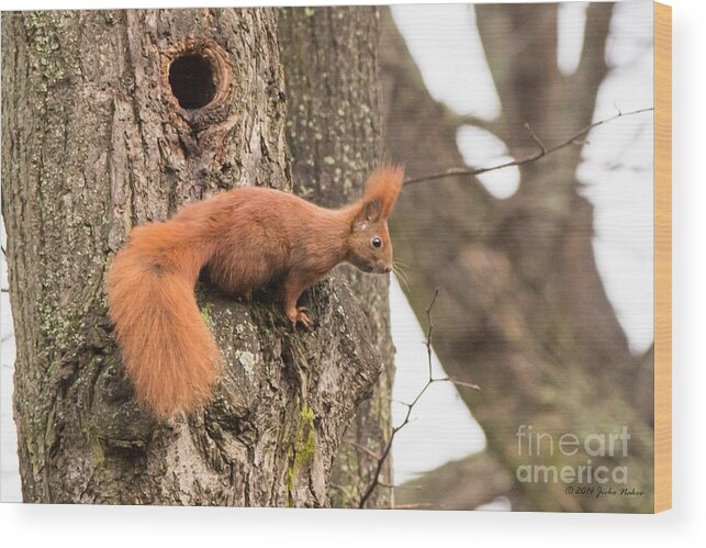 Germany Wood Print featuring the photograph 02 Red Squirrel #1 by Jivko Nakev