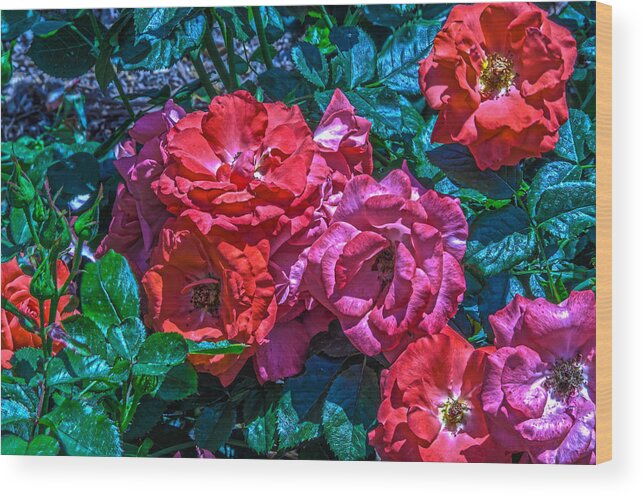 Rose Wood Print featuring the photograph A Rose is a Rose #1 by Richard J Cassato