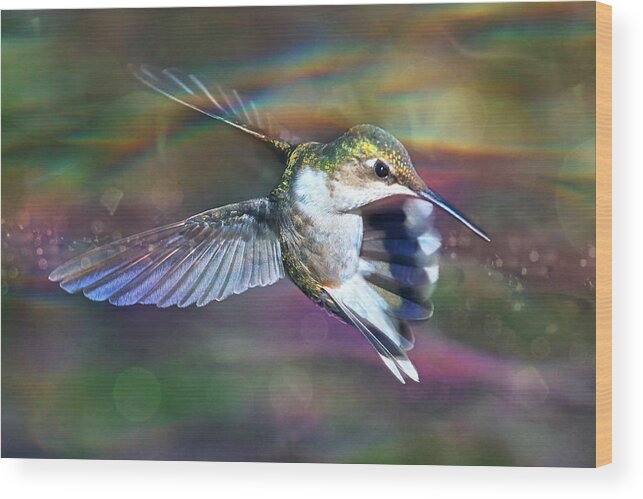 Ruby-throated Hummingbird Wood Print featuring the photograph Aerial Acrobat #2 by Leda Robertson