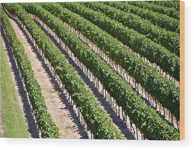 Landscaped Wood Print featuring the photograph Aerial View Of Vineyard in Ontario Canada #1 by Marek Poplawski