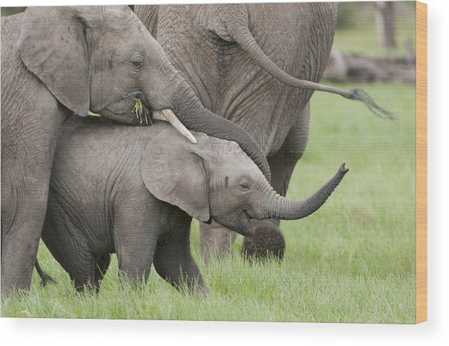 Feb0514 Wood Print featuring the photograph African Elephant Calves Playing Kenya #1 by Tui De Roy