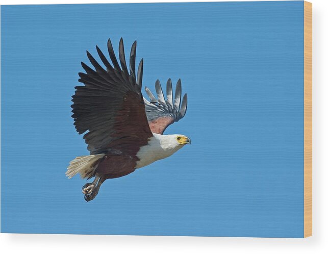 Africa Wood Print featuring the photograph African Fish Eagle In Flight by Tony Camacho