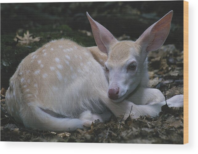 Albinic Wood Print featuring the photograph Albino White-tailed Deer Fawn #1 by Thomas And Pat Leeson