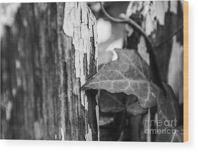 Wood Wood Print featuring the photograph Along the Fence #1 by JT Lewis