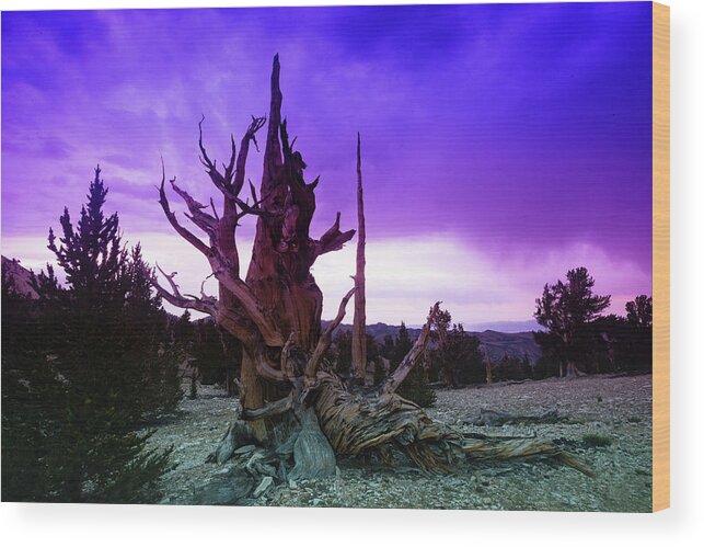 Photography Wood Print featuring the photograph Ancient Bristlecone Pine Forest #1 by Panoramic Images
