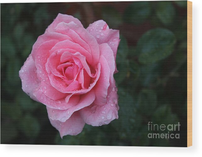 Angel Face Rose With Water Drops Wood Print featuring the photograph Angel Face Rose #1 by Martin Valeriano
