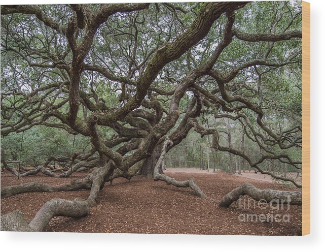 Angel Oak Tree Wood Print featuring the photograph Angel Limbs #1 by Dale Powell
