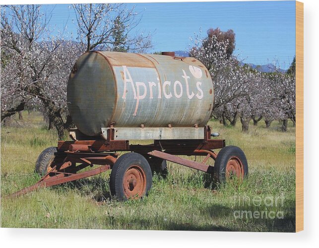 Apricot Wood Print featuring the photograph Apricots #1 by Henrik Lehnerer