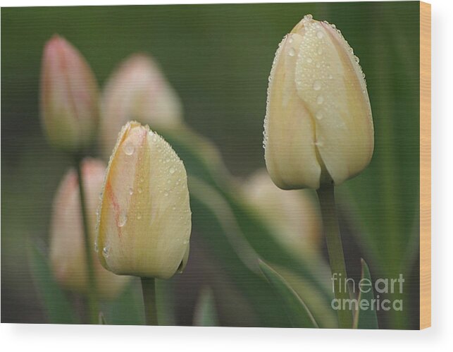 Tulips Wood Print featuring the photograph April Showers #1 by Living Color Photography Lorraine Lynch