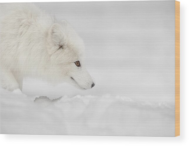 Arctic Circle Wood Print featuring the photograph Arctic Fox #1 by Andy Astbury