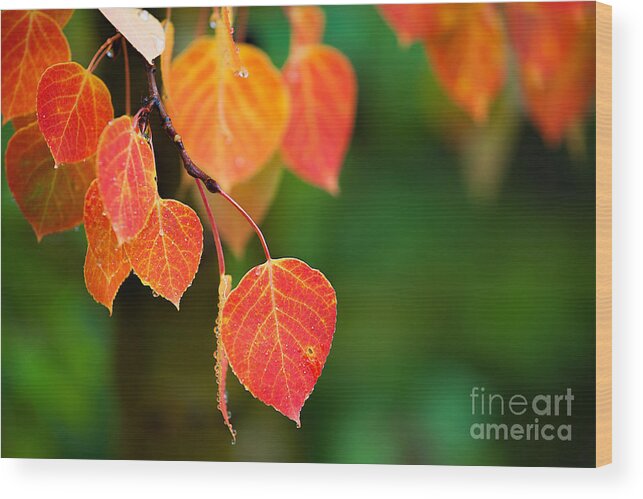 Autumn Colors Wood Print featuring the photograph Autumn Curtain #1 by Jim Garrison