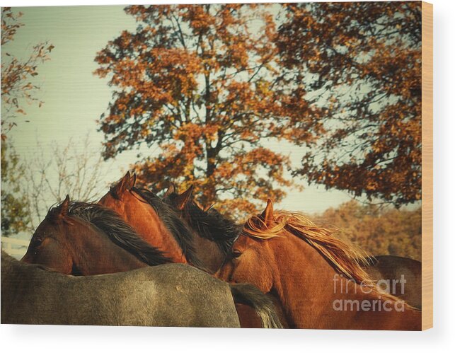 Horse Wood Print featuring the photograph Autumn Wild Horses by Dimitar Hristov