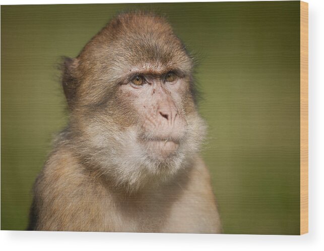 Monkey Wood Print featuring the photograph Barbary Macaque #1 by Andy Astbury