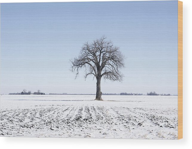 Bare Wood Print featuring the photograph Bare Cottonwood Tree in Winter #1 by Donald Erickson