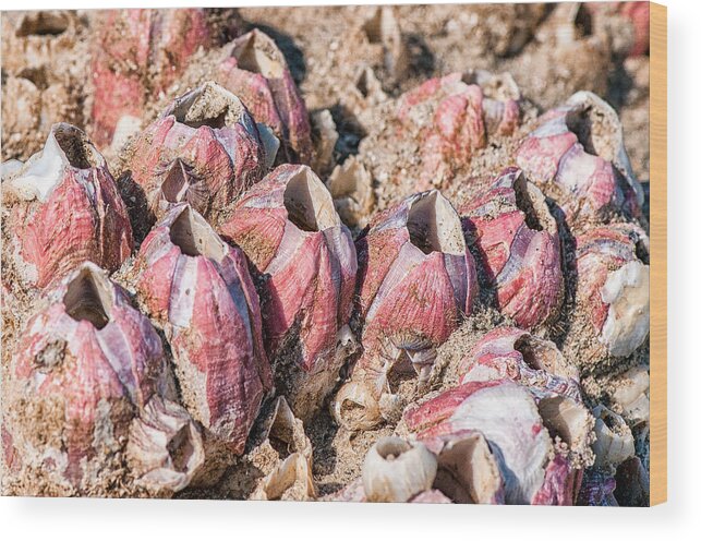 Barnacles Wood Print featuring the photograph Barnacles #1 by Victor Culpepper