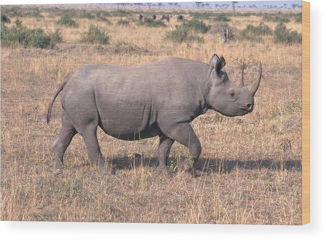 Africa Wood Print featuring the photograph Black Rhinoceros #1 by Mary Beth Angelo