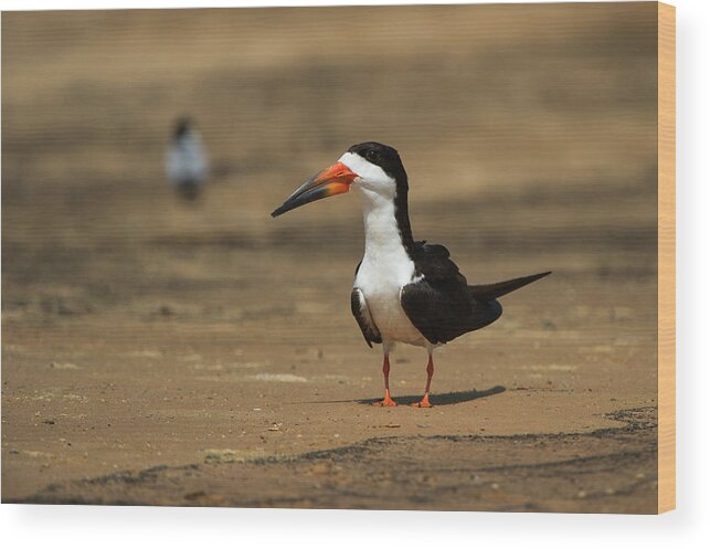 Black Wood Print featuring the photograph Black Skimmer (ryncops Niger #1 by Pete Oxford