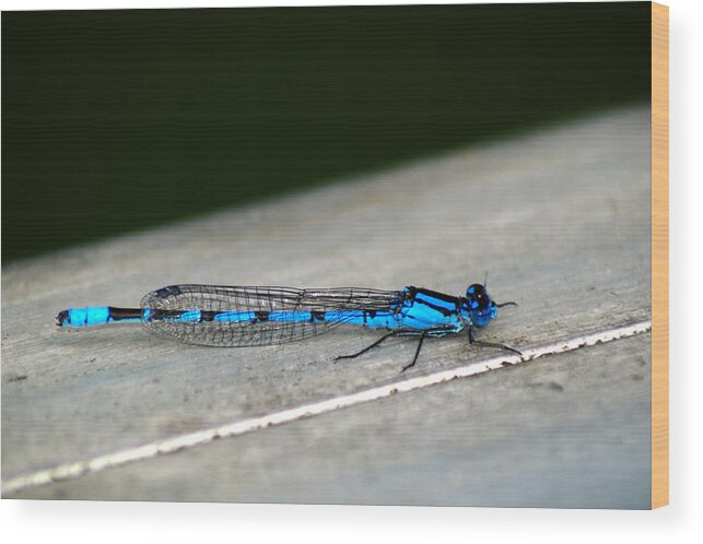 Damselfly Wood Print featuring the photograph Blue Damselfly #1 by Chris Day