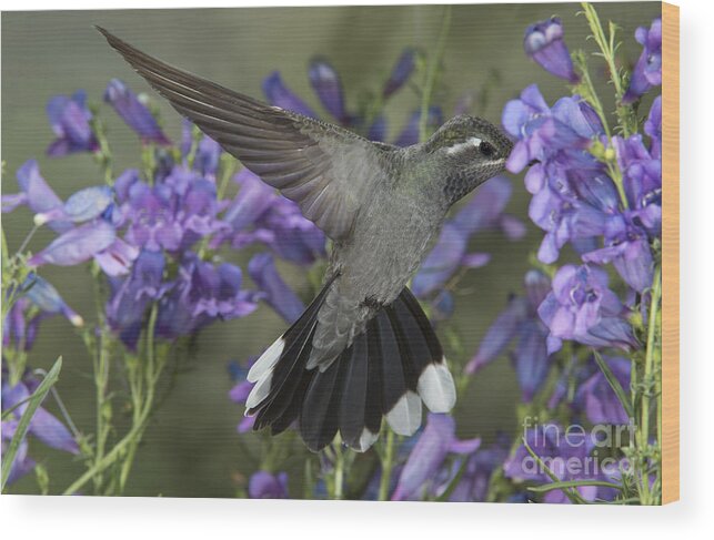 Blue-throated Hummingbird Wood Print featuring the photograph Blue-throated Hummingbird #1 by Anthony Mercieca
