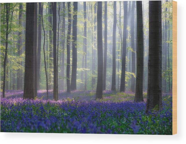 Landscape Wood Print featuring the photograph Bluebells by Adrian Popan