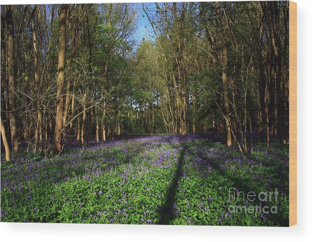 Bluebells Wood Print featuring the photograph Bluebells #1 by Jeremy Hayden