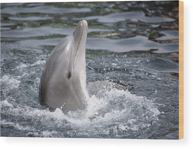 Feb0514 Wood Print featuring the photograph Bottlenose Dolphin Hawaii #1 by Flip Nicklin