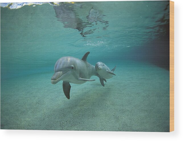 Feb0514 Wood Print featuring the photograph Bottlenose Dolphin Mother And Young #1 by Flip Nicklin