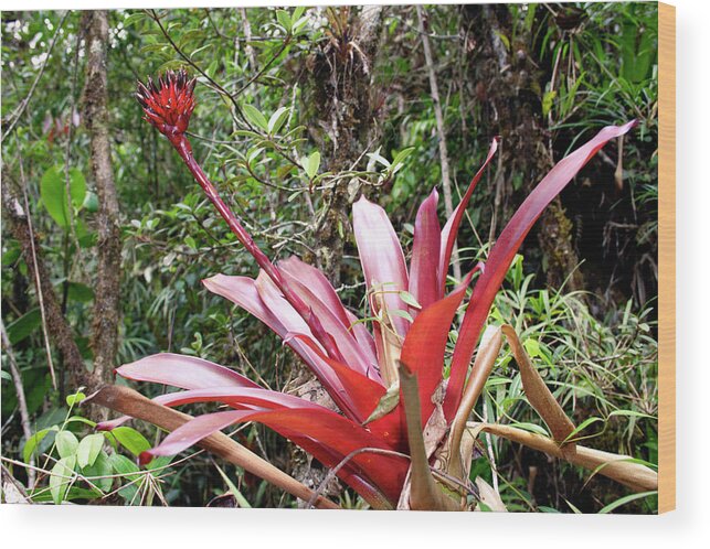 Flower Wood Print featuring the photograph Bromeliad Plant #1 by Dr Morley Read/science Photo Library