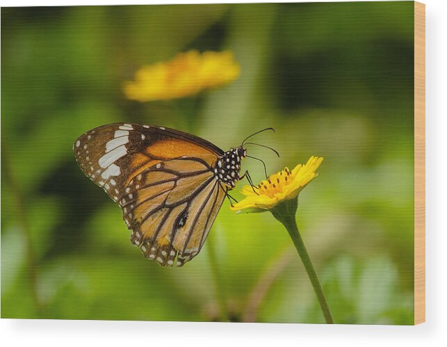 Brush-footed Butterfly Wood Print featuring the photograph Butterfly - Common Tiger #1 by SAURAVphoto Online Store