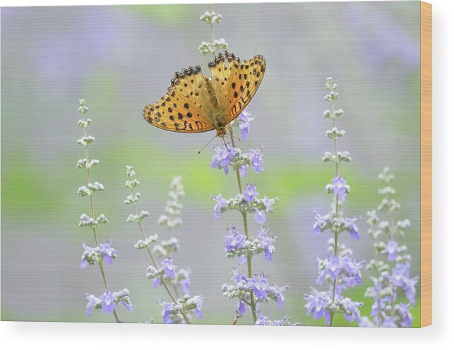 Insect Wood Print featuring the photograph Butterfly #1 by Myu-myu