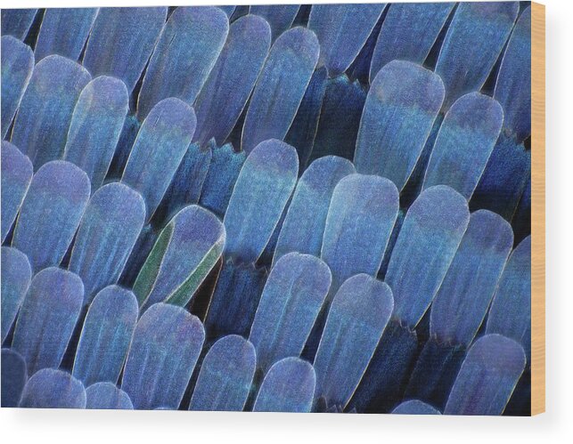 Macro Wood Print featuring the photograph Butterfly Wing Scales by Frank Fox
