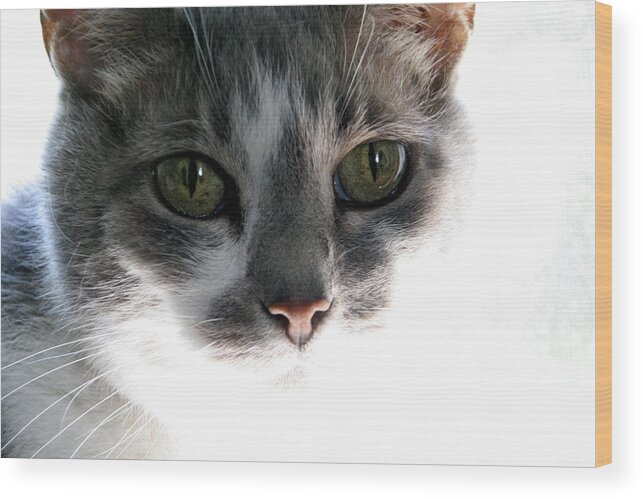 Feline Wood Print featuring the photograph Gray Cat with Green Eyes by Valerie Collins