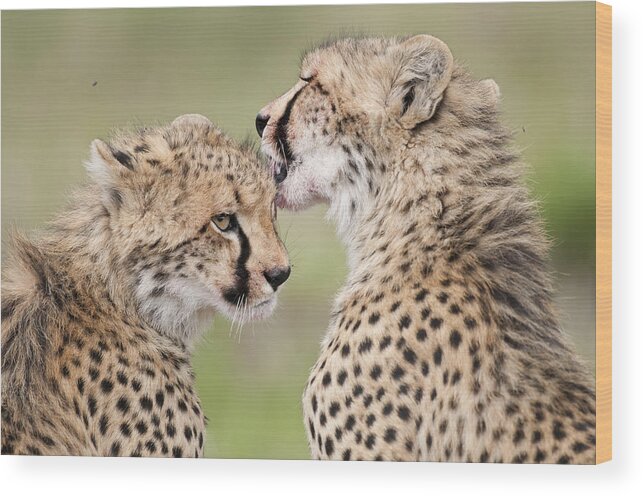 Feb0514 Wood Print featuring the photograph Cheetah Cubs Grooming Kenya #1 by Tui De Roy