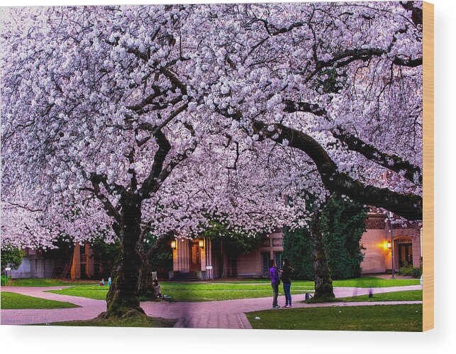 Cherry Blossom Wood Print featuring the photograph Cherry blossom in UW #1 by Hisao Mogi