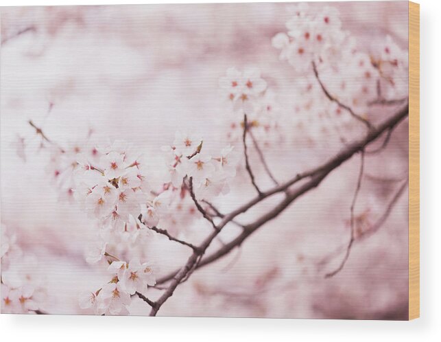 Scenics Wood Print featuring the photograph Cherry Blossoms #1 by Ooyoo
