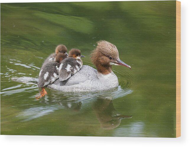 Feb0514 Wood Print featuring the photograph Common Merganser Mother Carrying Chicks #1 by Konrad Wothe