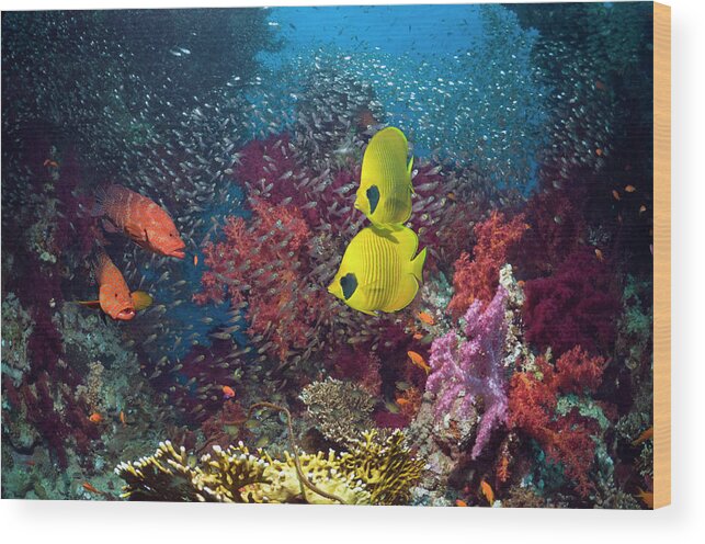 Pygmy Sweeper Wood Print featuring the photograph Coral Reef With Fish #1 by Georgette Douwma