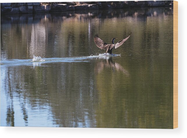 Duck Wood Print featuring the photograph Cormorant landing #1 by John Johnson