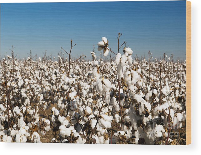Agriculture Wood Print featuring the photograph Cotton Fields #1 by THP Creative