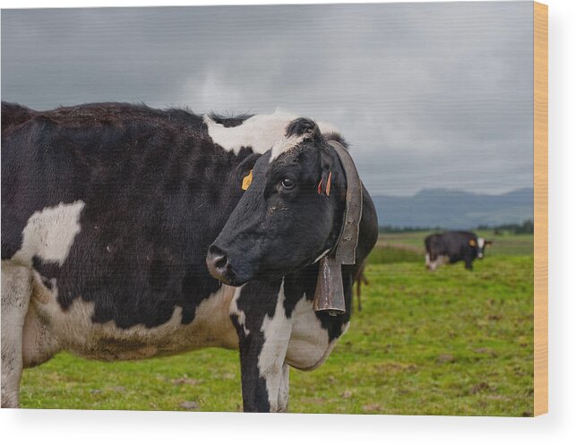 Agriculture Wood Print featuring the photograph Cow wearing cowbell #1 by Joseph Amaral