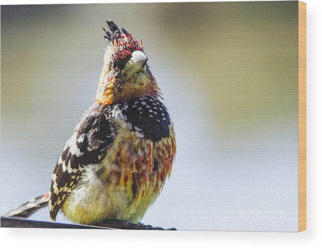 Bird Wood Print featuring the photograph Crested Barbet #1 by Pravine Chester