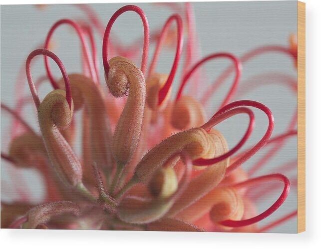 Grevillea Wood Print featuring the photograph Curves #2 by Shirley Mitchell