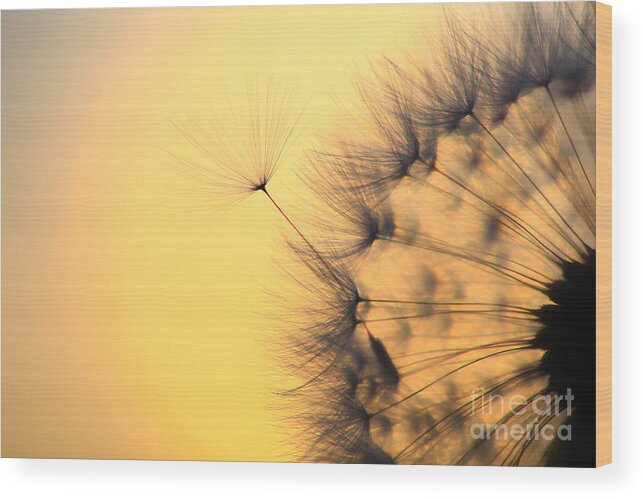 Common Dandelion Wood Print featuring the photograph Dandelion Seeds #1 by Patrick Frischknecht